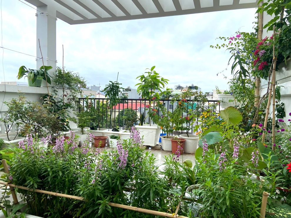 Mẹ đảm Hải Phòng đưa quê về phố, làm vườn hoa thơ mộng trên nóc nhà - 1 Mẹ đảm Hải Phòng đưa quê về phố, làm vườn hoa thơ mộng trên nóc nhà - 1