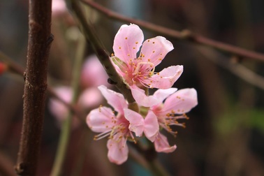 Đào Tết xuống phố sớm: Tiểu thương hét giá mỗi cành 1 triệu đồng