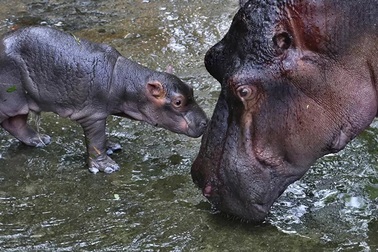 Hà mã sinh sôi nhanh chóng và gây ra mối đe dọa cho hệ sinh thái ở Colombia