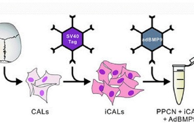 Vật liệu mới tái tạo xương