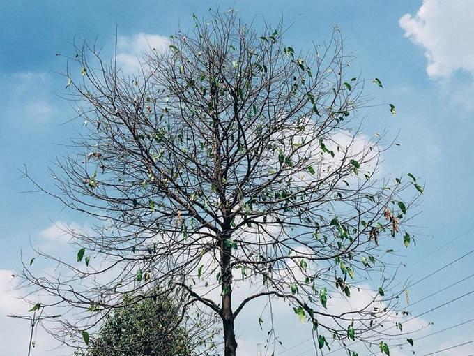 Đàn sâu to bằng ngón tay bò lúc nhúc, ăn trụi lá hàng loạt cây xanh trên đường nội đô đẹp nhất Sài Gòn  - Ảnh 3.