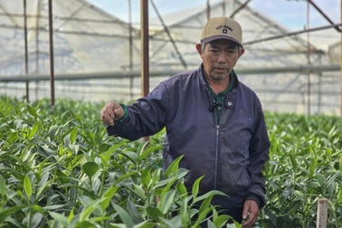 Đầu tư 800 triệu đồng trồng hoa ly, nông dân hồi hộp từng ngày chờ Tết
