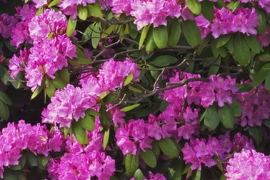 Bằng lăng chờ đợi