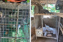 Nuôi gà lôi làm cảnh, nam thanh niên bị khởi tố