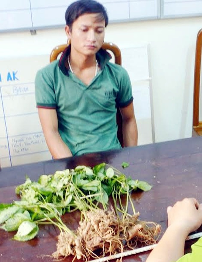 nạn trộm sâm, vườn sâm, trồng sâm, sâm Ngọc Linh, sâm Việt Nam
