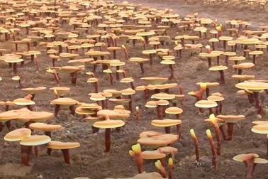 Khám phá trang trại trồng loại nấm đắt đỏ nhất ở Nhật Bản