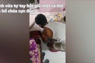 Người đàn ông liều lĩnh bắt rắn vào nhà mà không biết đó là hổ chúa cực độc