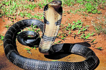 3 người một nhà bị rắn hổ mang "lấy mạng" trong 3 ngày