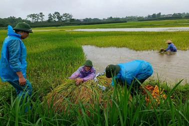 Công an, bộ đội dầm nước lũ cứu lúa giúp dân