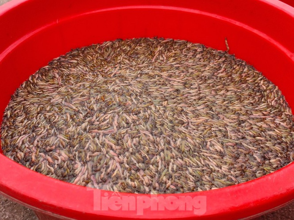 Nông dân Hải Phòng thấp thỏm lo rươi mất mùa - 4