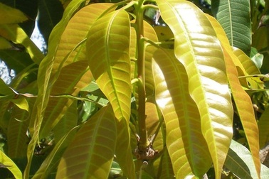 Chỉ một nắm lá xoài, vừa chống ung thư, vừa chữa 'tỷ bệnh' cực kỳ tốt