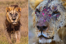 Sư tử đực hoang dã già nhất thế giới vừa bị con người giết chết