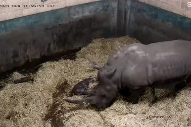 Kinh ngạc khoảnh khắc lọt lòng của tê giác trắng