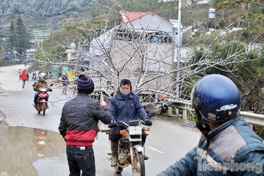 Đào rừng "trang điểm" tuyết Sapa hút khách