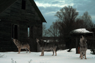Sói đột biến ở Chernobyl tiến hóa để đối chọi căn bệnh ung thư