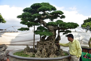 Khách trả 1 triệu USD đổi lấy cây sanh cổ, chủ nhân quyết không bán