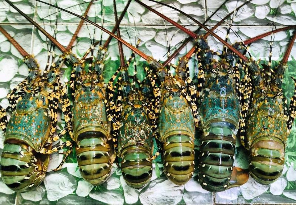 Bình Định: Ngư dân tính bỏ nghề vì giá tôm hùm ...rớt tận đáy - 1 Bình Định: Ngư dân tính bỏ nghề vì giá tôm hùm ...rớt tận đáy - 1