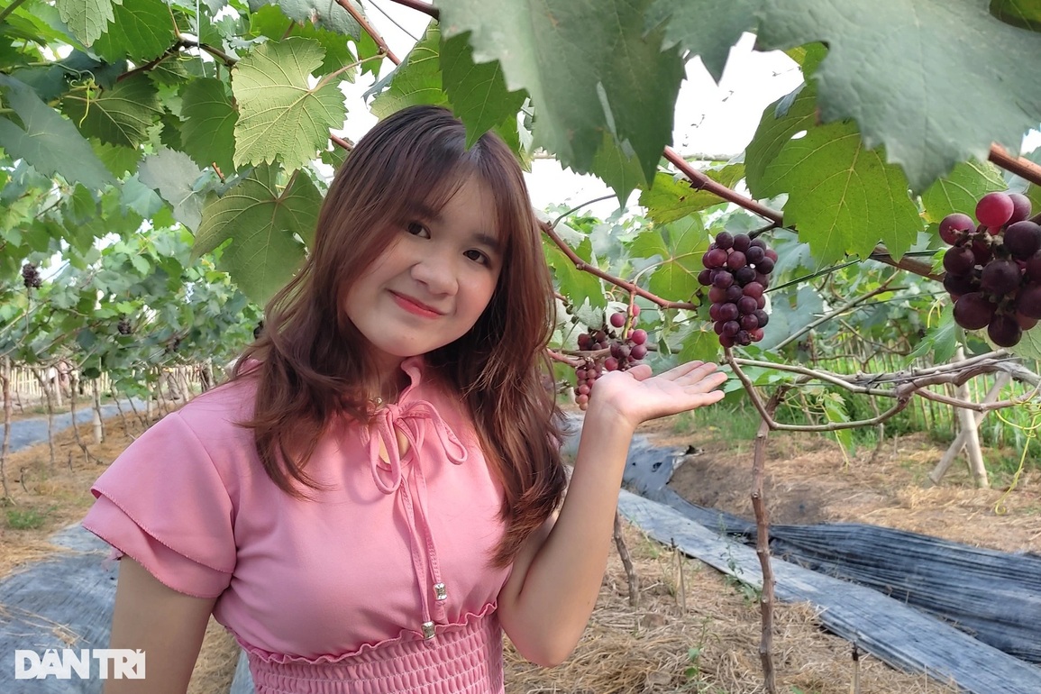 Chủ vườn nho rủng rỉnh tiền nhờ cách làm độc lạ, khác biệt - 2 Chủ vườn nho rủng rỉnh tiền nhờ cách làm độc lạ, khác biệt - 2