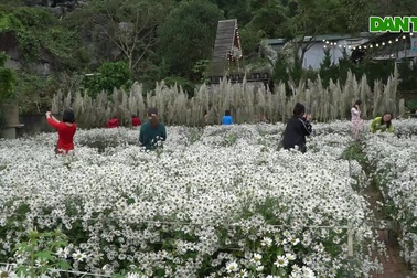 Vườn cúc họa mi trắng tinh khôi, khách "sống ảo" không muốn về