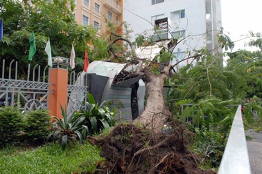 Cây cổ thụ bật gốc, 2 người thoát chết trong gang tấc