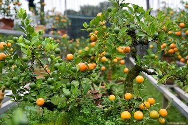 Quất ghép trên cây cần thăng cho vẻ đẹp độc đáo