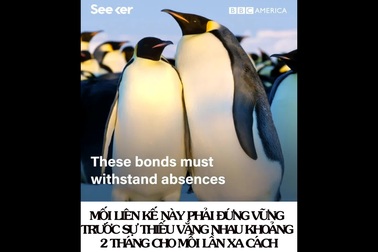 Xem chim cánh cụt thực hiện điệu nhảy “bắt chước” để tìm bạn đời!