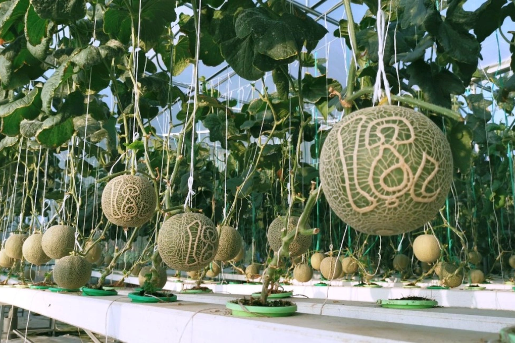 Nông dân trồng dưa hấu thỏi vàng, bưởi hồ lô… thấp thỏm chờ Tết - 2
