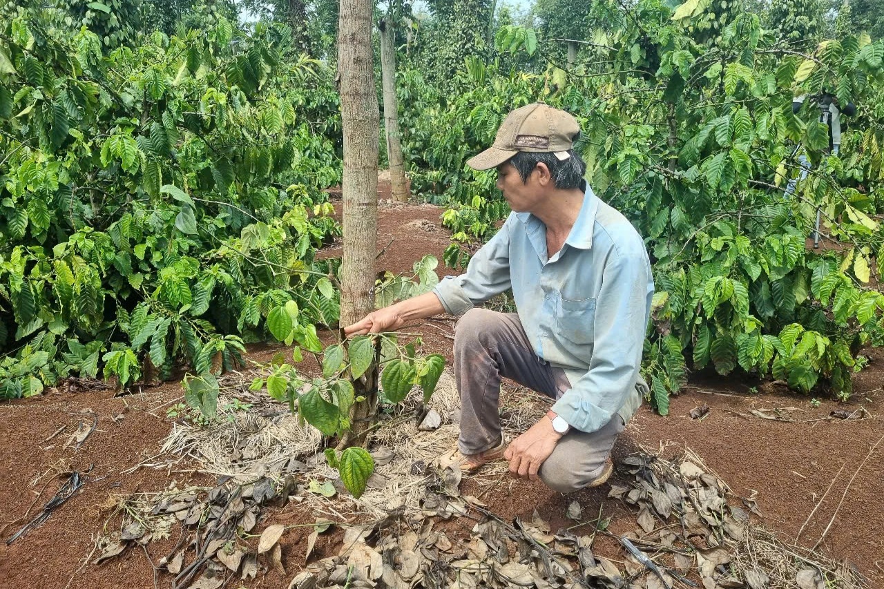 Tiêu tặc lén phá vườn nhà dân, cắt dây đem bán giống - 1