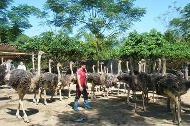 Nuôi chim "siêu to khổng lồ", một nông dân tỉnh Hà Giang bán 1 lứa thu hơn 1 tỷ đồng