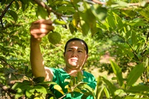 Nữ triệu phú vươn lên làm giàu từ cây na, mỗi năm thu nhập hàng trăm triệu