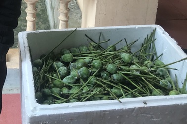 Bắt giữ 2 nam thanh niên vận chuyển 45kg quả thuốc phiện tươi