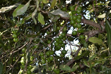 Đắk Lắk: Phát triển ồ ạt cây mắc ca sẽ rất nguy hiểm!