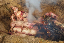 Ổ dịch tả heo Châu Phi ở Đồng Nai, tiêu hủy gần 100 con