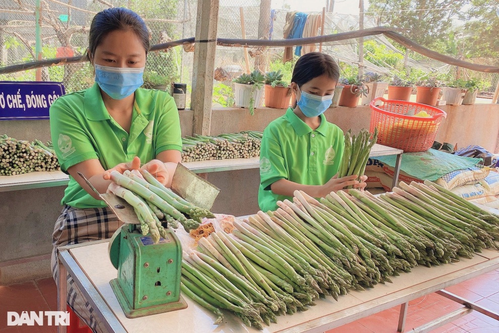 Chặt cà phê, trồng rau hoàng đế, 9X thu 6 triệu đồng mỗi ngày - 4 Chặt cà phê, trồng rau hoàng đế, 9X thu 6 triệu đồng mỗi ngày - 4