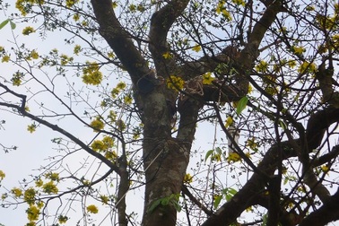 Mùng 7 Tết, “lão” mai cổ thụ nở vàng rực