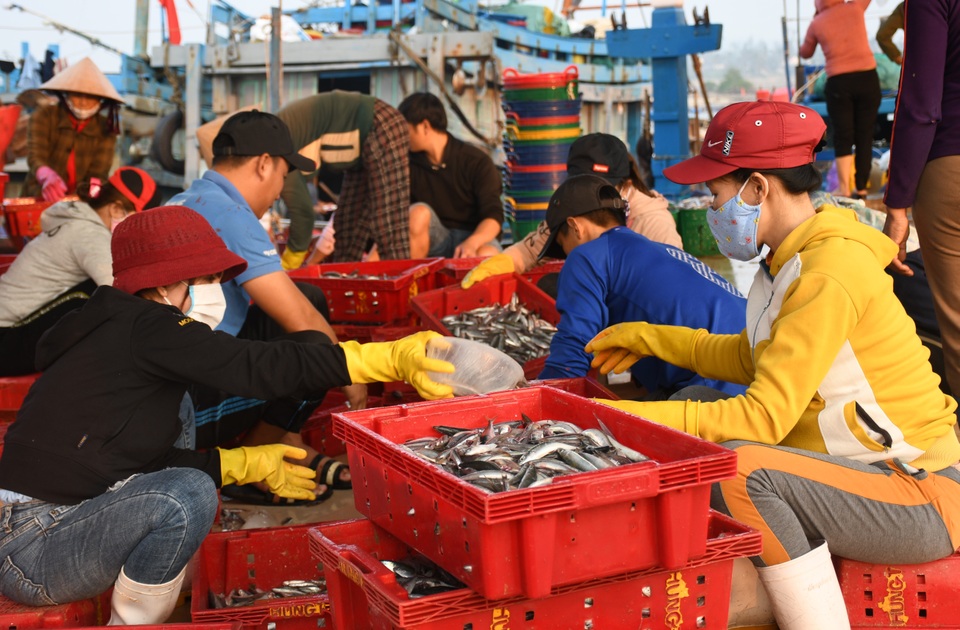 Ngư dân kiếm 3 triệu đồng chỉ sau một đêm ra khơi đánh cá cơm - 8 Ngư dân kiếm 3 triệu đồng chỉ sau một đêm ra khơi đánh cá cơm - 8
