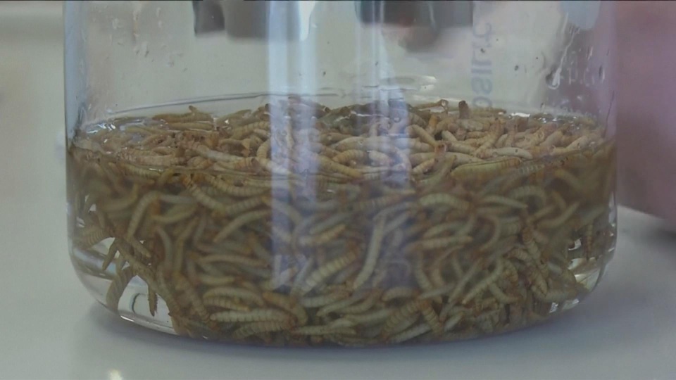 Sản xuất bơ làm bánh từ ấu trùng ruồi - 1