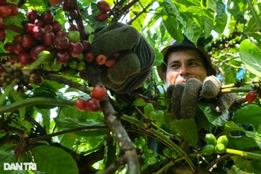 Nhà nông Tây Nguyên "online" tuyển người, rao giá nửa triệu đồng/ngày công