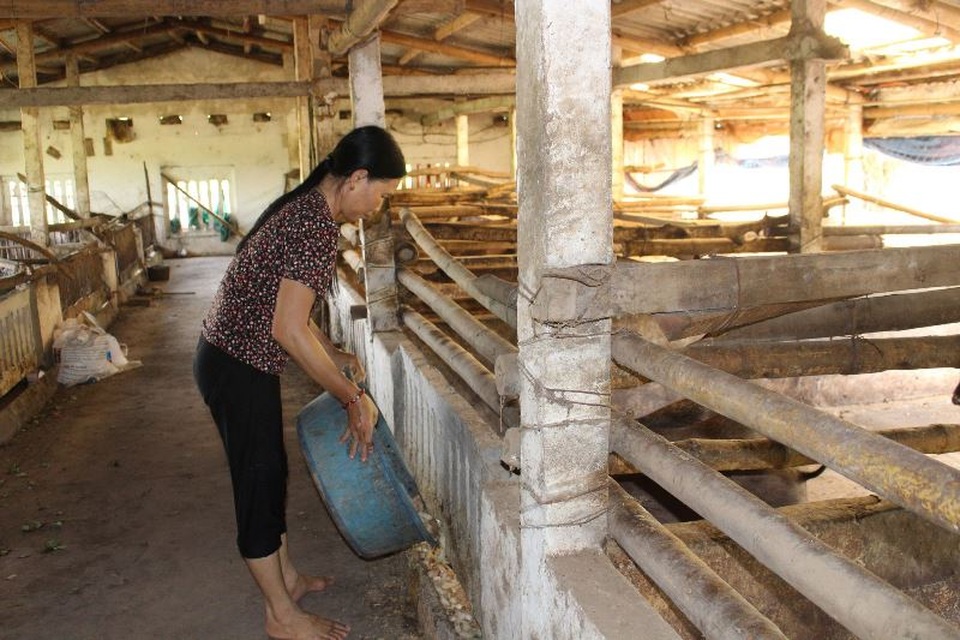 Cuối năm, người nuôi lợn rừng, chim trĩ ở Nam Định đắt khách - 2 Cuối năm, người nuôi lợn rừng, chim trĩ ở Nam Định đắt khách - 2