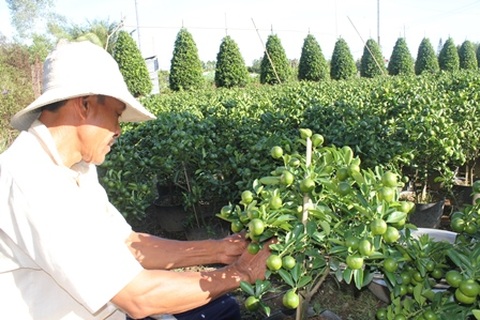Trồng quất “tạo dáng” kiếm tiền triệu xài Tết