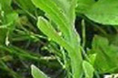 Bài thuốc từ cây rau khúc