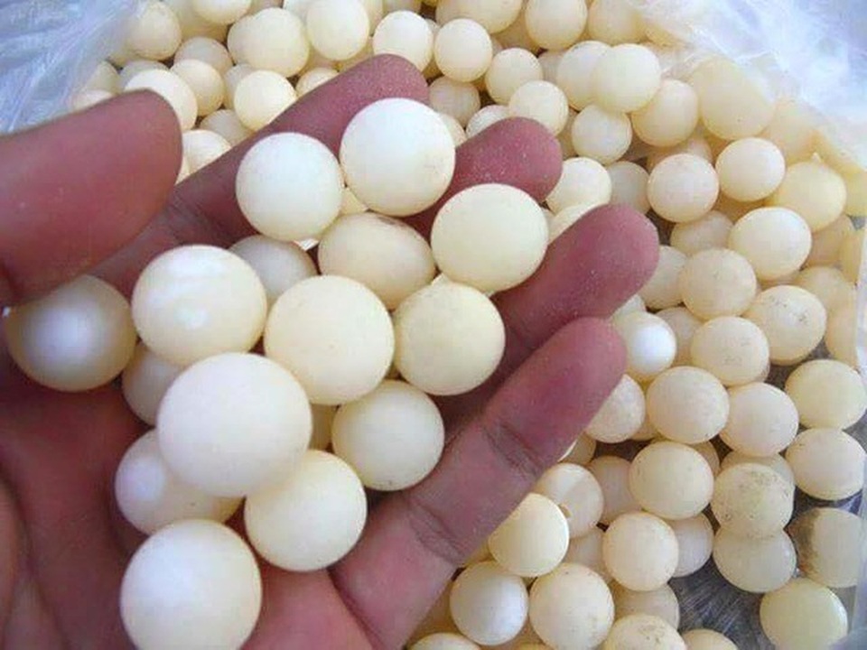 Kinh hãi với những món ăn tẩm bổ của nhà giàu Việt - 4 Kinh hãi với những món ăn tẩm bổ của nhà giàu Việt - 4
