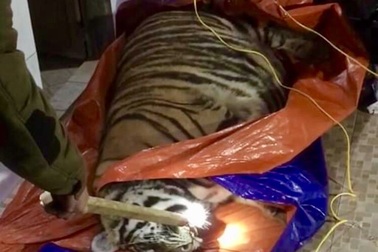 Hổ nặng 250kg nằm bất động trong nhà dân