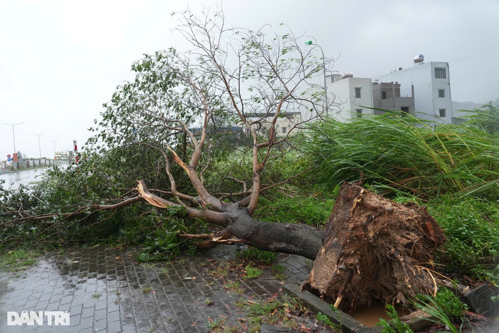 Trước giờ bão Yagi đổ bộ Quảng Ninh: Cây xanh gẫy đổ, tôn bay la liệt - 11 Trước giờ bão Yagi đổ bộ Quảng Ninh: Cây xanh gẫy đổ, tôn bay la liệt - 11