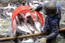 Chuyện con cá tra: Doanh nghiệp "chết", nông dân cũng "băng hà"