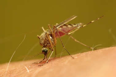 Tại sao muỗi đốt người này nhưng lại không đốt người khác?