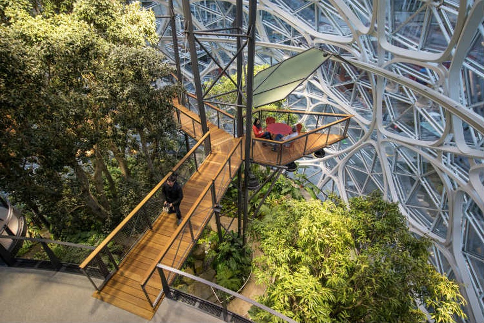 Công ty mang 40.000 loài cây vào trụ sở, nhân viên như đang ngồi giữa rừng - 3