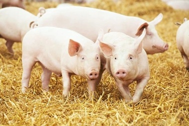 Các “đại gia” chăn nuôi nội địa đang lời lỗ ra sao trong thị trường tỷ USD?