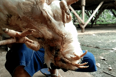 Gà 4 chân hiếm gặp được trả giá hơn 80 triệu đồng