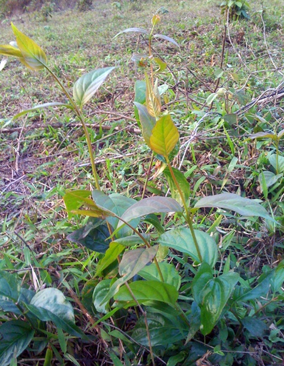 Đồn Biên phòng cứu sống nam thanh niên ăn lá ngón tự tử - 2 Đồn Biên phòng cứu sống nam thanh niên ăn lá ngón tự tử - 2
